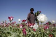 В Афганистане взлетели цены на наркотики: Общество: Мир: Lenta.ru