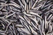 Российские рыбаки разочаровались в самой дешевой рыбе: Бизнес: Экономика: Lenta.ru