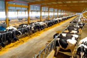 Арабская страна займется разведением коров на Украине: Бизнес: Экономика: Lenta.ru
