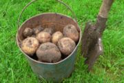 Фермер предрек резкое удешевление картошки в России: зря запаслись